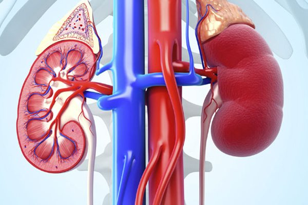 Ayurvedic treatment for Kidney failure in chennai